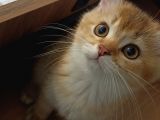British Shorthair Golden Yavrular