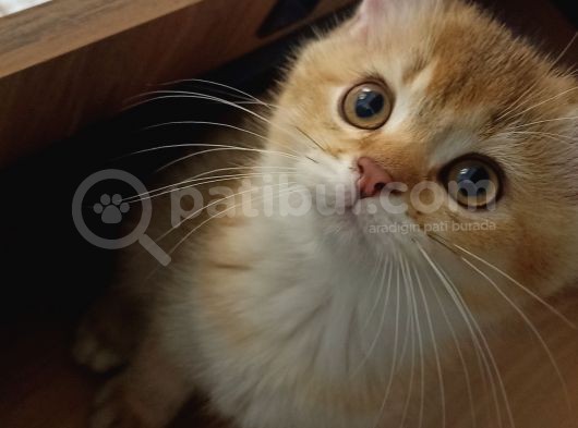 British Shorthair Golden Yavrular