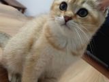 British Shorthair Golden Yavrular