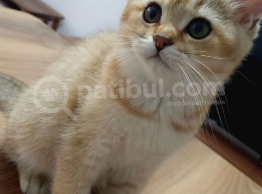 British Shorthair Golden Yavrular görsel