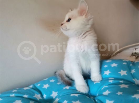 Si̇lver Ve Lynx Poi̇nt Yavrumuz görsel