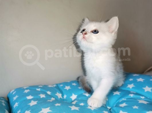Si̇lver Ve Lynx Poi̇nt Yavrumuz görsel