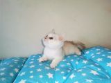 Si̇lver Ve Lynx Poi̇nt Yavrumuz