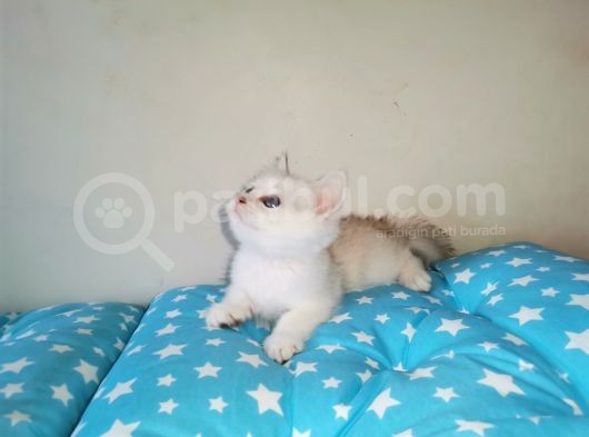 Si̇lver Ve Lynx Poi̇nt Yavrumuz görsel