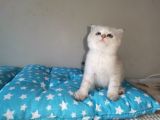 Si̇lver Ve Lynx Poi̇nt Yavrumuz