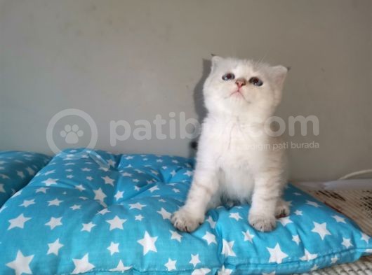 Si̇lver Ve Lynx Poi̇nt Yavrumuz görsel