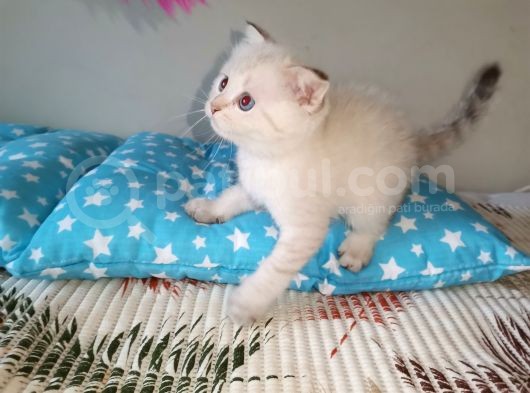 Si̇lver Ve Lynx Poi̇nt Yavrumuz görsel