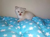 Si̇lver Ve Lynx Poi̇nt Yavrumuz