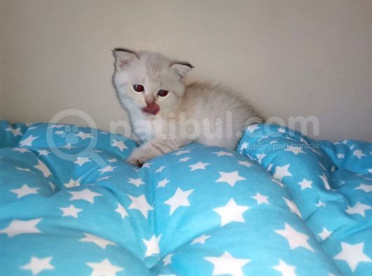 Si̇lver Ve Lynx Poi̇nt Yavrumuz görsel
