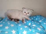 Si̇lver Ve Lynx Poi̇nt Yavrumuz