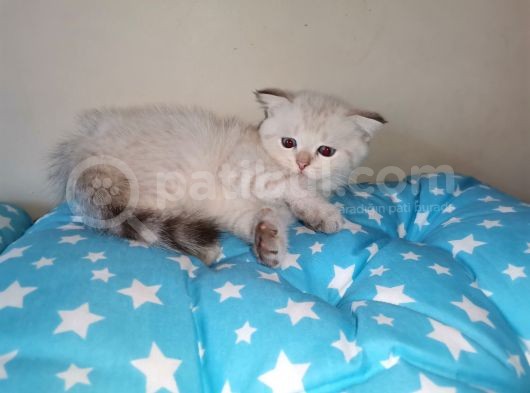 Si̇lver Ve Lynx Poi̇nt Yavrumuz