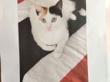 Kayıp Katya Katiş