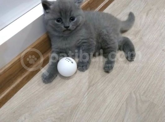 Harika Bebekler Yeni Evlerini Ariyor görsel