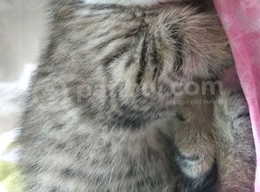 Harika Bebekler Yeni Evlerini Ariyor görsel