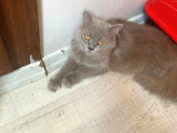 British Longhair