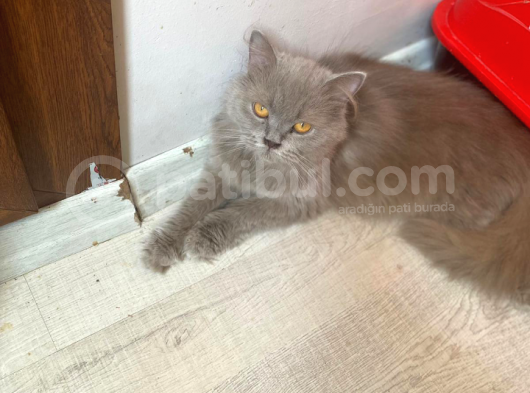 British Longhair görsel