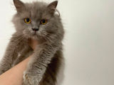 British LongHair
