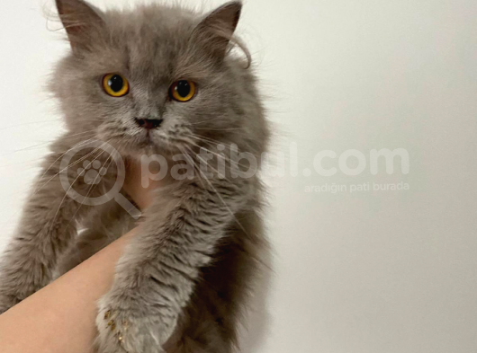 British Longhair