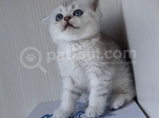 Mükemmel Top Kafa Scotti̇sh görsel