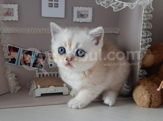 Mükemmel Top Kafa Scotti̇sh görsel