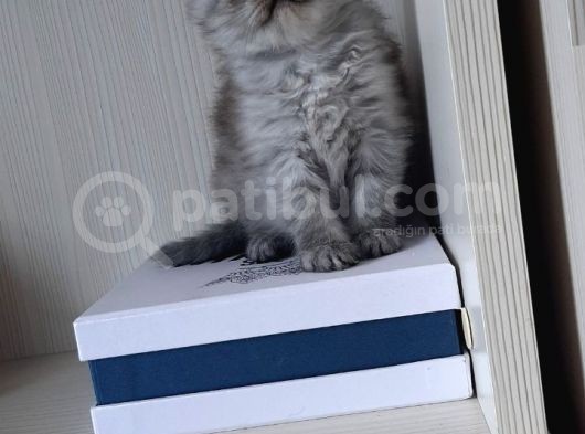 Mükemmel Top Kafa Scotti̇sh görsel