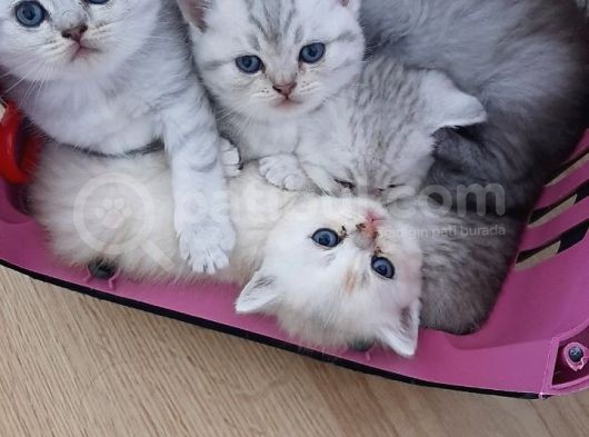 Mükemmel Top Kafa Scotti̇sh