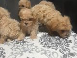 Teslime Hazir Orjinal Maltipoo Bebekler