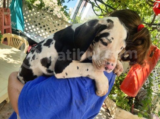 Secereli Danua Erkek Ve Dişi 2 Aylık görsel