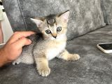 Anne Russian Blue Baba Scotish Fold