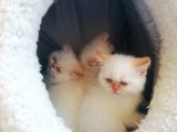 Exotic Shorthair Erkek Ve Disi Yavrular