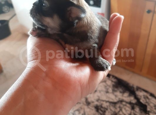 Fawn Erkek görsel