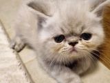 Exotic Shorthair Erkek Ve Disi Yavrular
