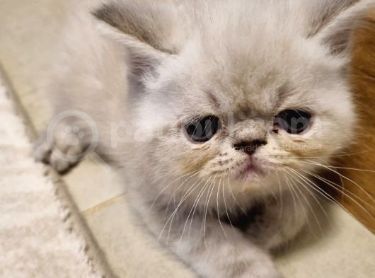 Exotic Shorthair Erkek Ve Disi Yavrular görsel