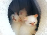 Exotic Shorthair Erkek Ve Disi Yavrular