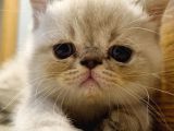 Exotic Shorthair Erkek Ve Disi Yavrular