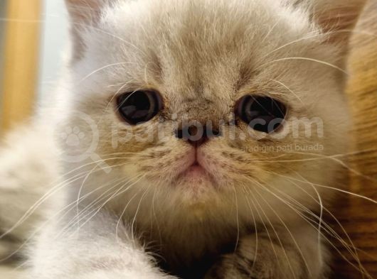 Exotic Shorthair Erkek Ve Disi Yavrular görsel