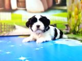 Mükemmel Kali̇tede Shi̇h Tzu Yavrular