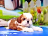 Mükemmel Kali̇tede Shi̇h Tzu Yavrular