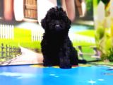 Mükemmel Kali̇tede Toy Poodle Yavru