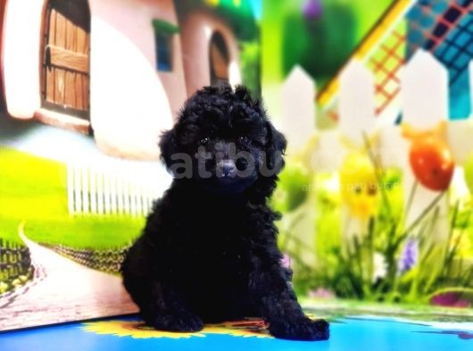 Mükemmel Kali̇tede Toy Poodle Yavru görsel