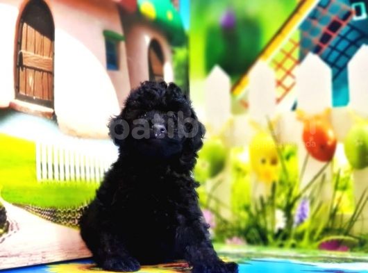 Mükemmel Kali̇tede Toy Poodle Yavru görsel