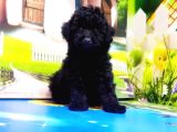 Mükemmel Kali̇tede Toy Poodle Yavru