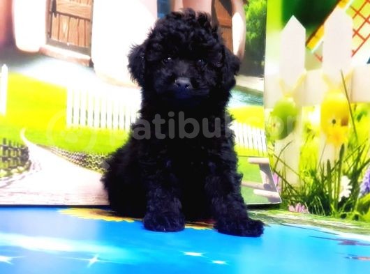 Mükemmel Kali̇tede Toy Poodle Yavru görsel