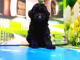 Mükemmel Kali̇tede Toy Poodle Yavru