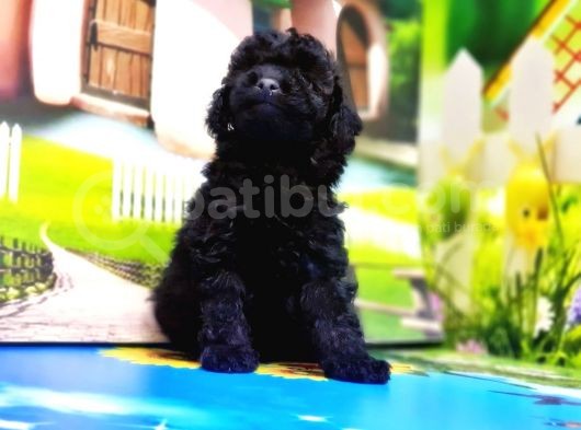 Mükemmel Kali̇tede Toy Poodle Yavru görsel