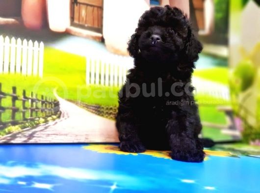 Mükemmel Kali̇tede Toy Poodle Yavru görsel