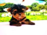 Teacup Yorkshi̇re Terri̇er Yavru