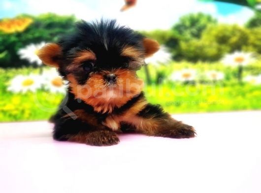 Teacup Yorkshi̇re Terri̇er Yavru görsel