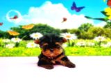 Teacup Yorkshi̇re Terri̇er Yavru