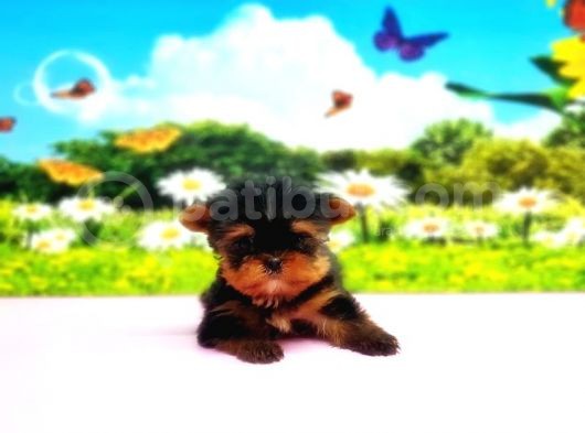 Teacup Yorkshi̇re Terri̇er Yavru